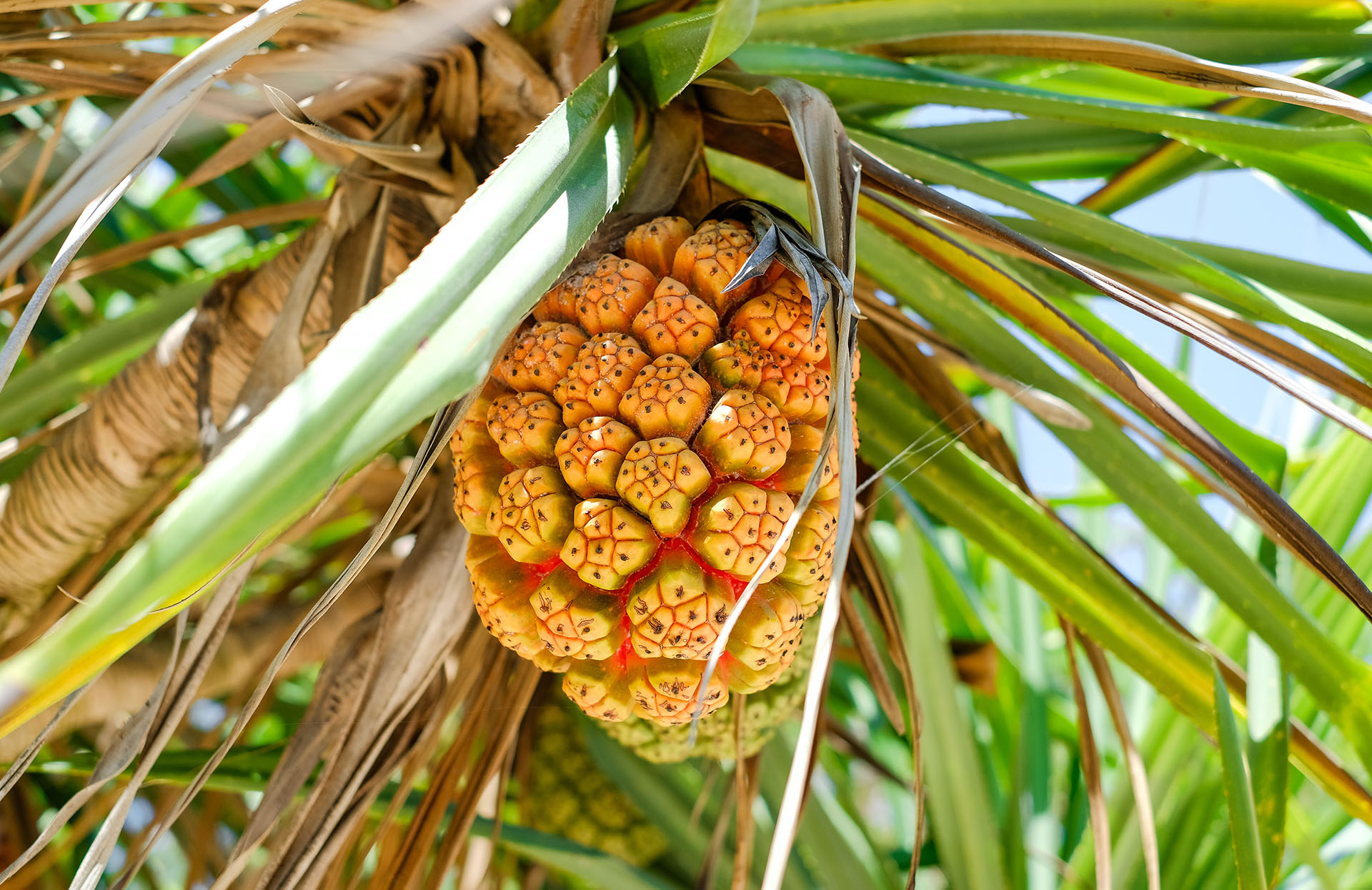 Hala : le fruit délicieux du Pandanus, souvent « mâchouillé » - Polynésie